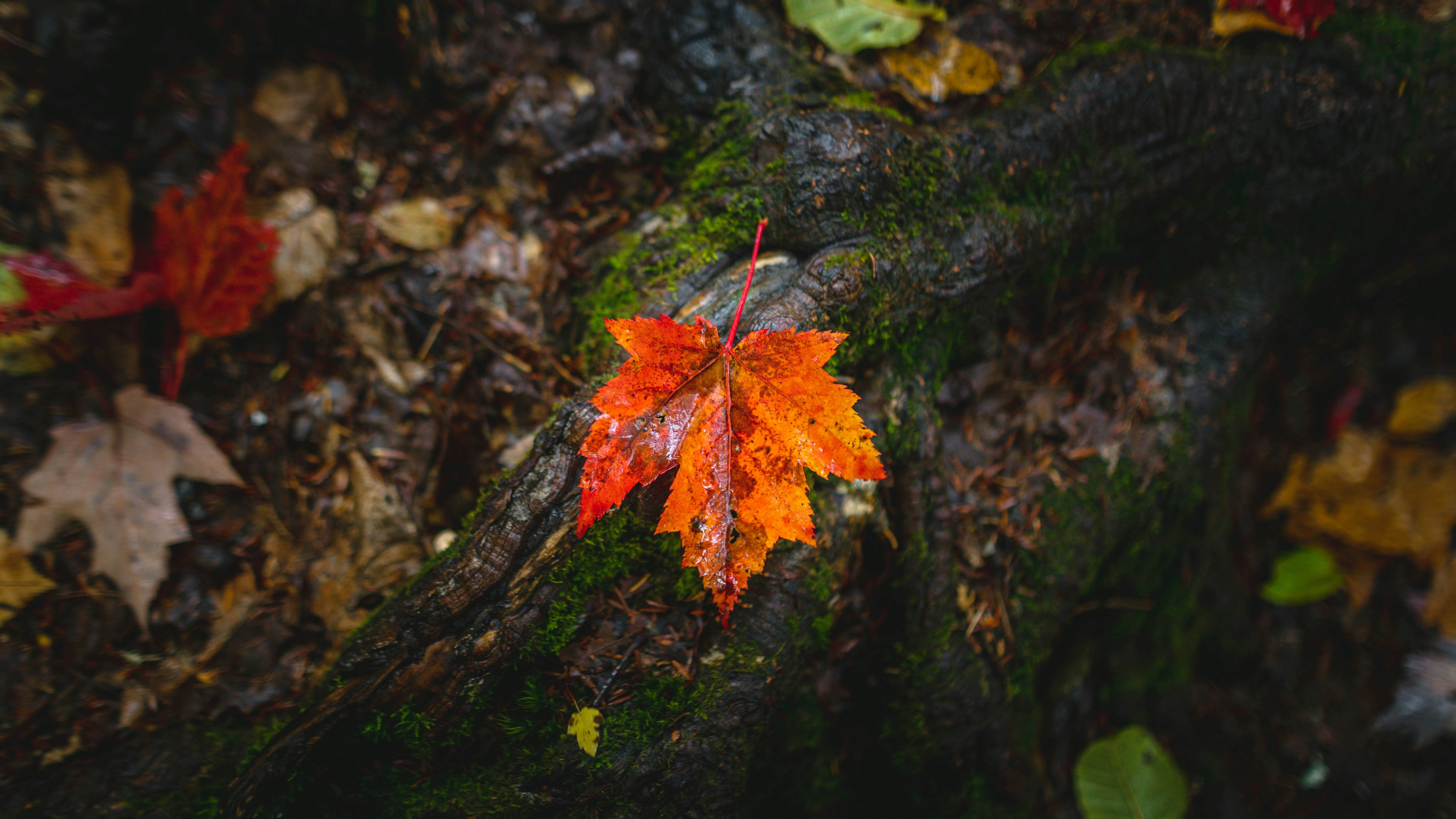 Vermont Maple Tree